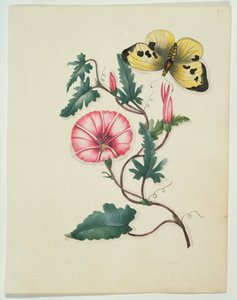 Convolvulus with Yellow Butterfly, kirjasta "Flowers", englanninkielinen kasvitieteellinen käsikirjoitus, n. 1840 (wc)